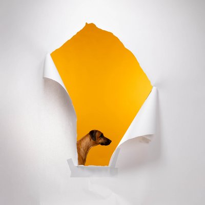Sympathische Backstage Aufnahme mit Hund am Set während eines professionellen Portrait- und Imagefotoshootings für lockere und authentische Kampagnenbilder.